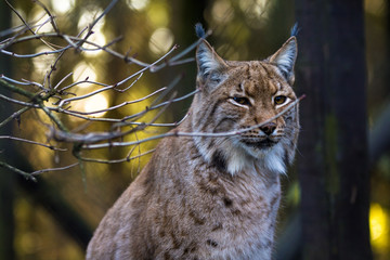 Close-up portrait of an Eurasian Lynx in forest (Lynx lynx)