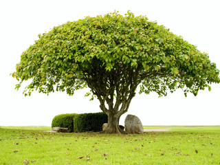Bodhi tree