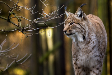 Obraz premium Close-up portrait of an Eurasian Lynx in forest (Lynx lynx)