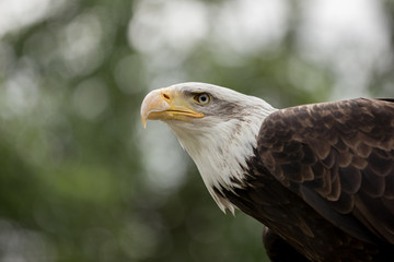 Bald eagle portrait