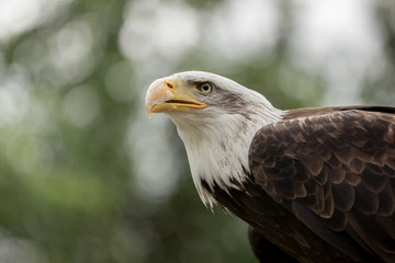 Bald eagle portrait