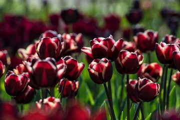 Rote Tulpen