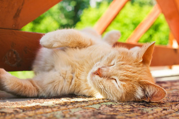 Fototapeta premium sleeping red cat