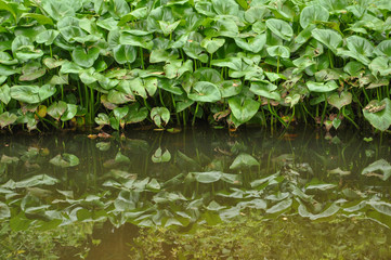 Water Hyacinth
