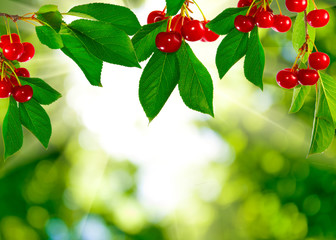 branch with cherry on blurred green background