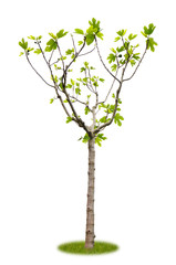 Freigestellter junger Feigenbaum mit Früchten