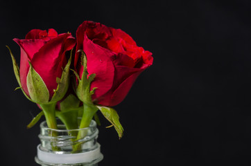 Red roses in plastic bottle