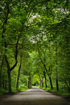 Road in the green forest.