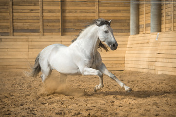 Obraz na płótnie Canvas Biały koń biegnie galopem w ujeżdżalni