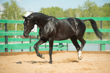 Black Russian trotter horse portrait in motion
