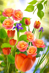 tulips and roses in the garden on the background sun rays
