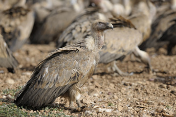 Griffon vulture (Gyps fulvus) standing on the ground.