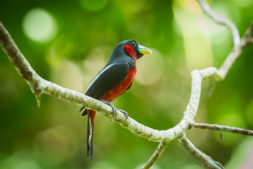 Black-and-red Broadbill on the branch in nature