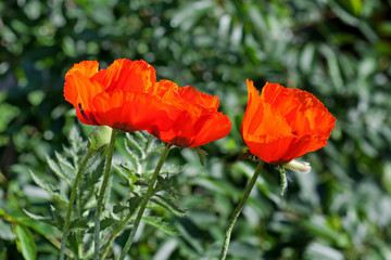Fototapeta premium red poppy flowers