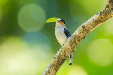 Silver-breasted Broadbill (Serilophus lunatus) with leaf