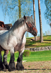 Naklejka premium Belgian draught stallion.