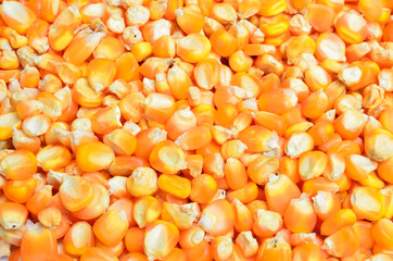 Bulk of corn grains