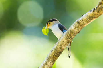 Side of Silver-breasted Broadbill with leaf