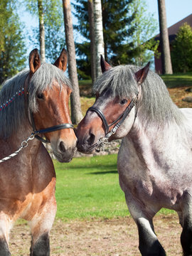 mare and stallion of brabant breed