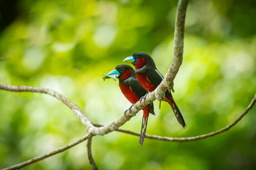 Beautiful couple lover of Black-and-red Broadbill  with leaf