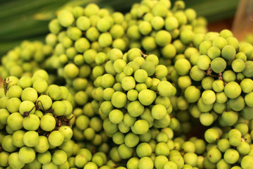 Fresh eggplant in the market