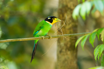 Long-tailed broadbill(Psarisomu s dalhousiae) with grass