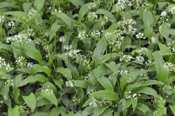 thickets of wild garlic