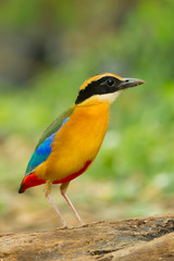 Close up portrait of Walking action of Blue-winged Pitta
