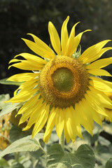 field of blooming sunflowers in summer