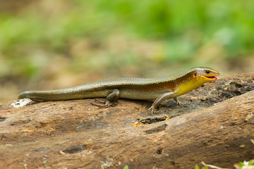 Fototapeta premium Skink in nature of Thailand
