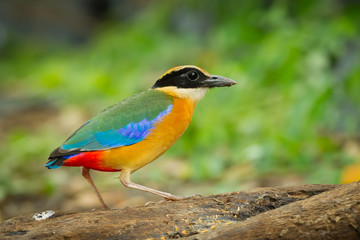 Walking action of Blue-winged Pitta on the wood in nature