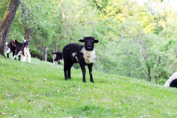 Naklejka na ściany i meble The grazing of sheep