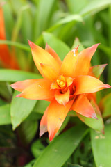 Bromeliad flowers in the garden