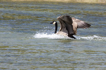 Canada Goose Landing