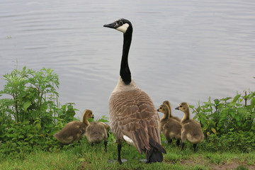 Kanadagans mit Küken II