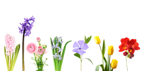Fresh spring flowers isolated on white