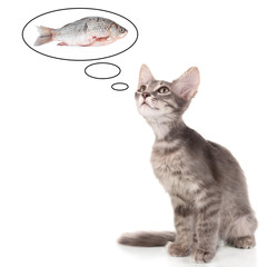 Small gray kitten dreaming of fish, isolated on white