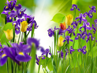 Fototapeta na wymiar image of iris and tulips flowers on a green background