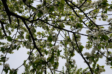 kirschbaum im fruehling