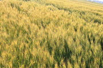 Wheat grass filed against sunlight in Japan