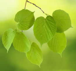 Image of tree branches on a green background