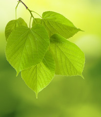 Image of tree branches on a green background closeup