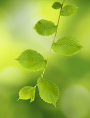 Image of tree branches on a green background closeup