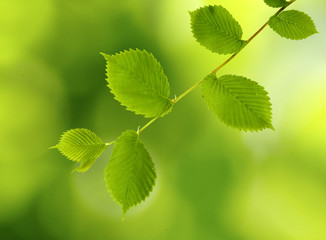 image of the leaves of trees in the park on a green background