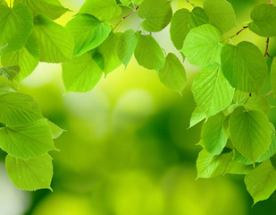 Fototapeta na wymiar image of tree leaves on a green background