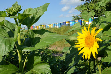 Sunflowers and Hives