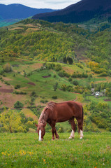 Fototapeta na wymiar Horse grazing
