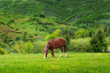 Fototapeta na wymiar Horse grazing