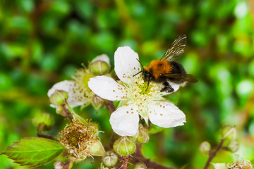 Bee in flower.  Close up of the bee