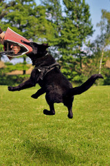 German shepherd - protection work..